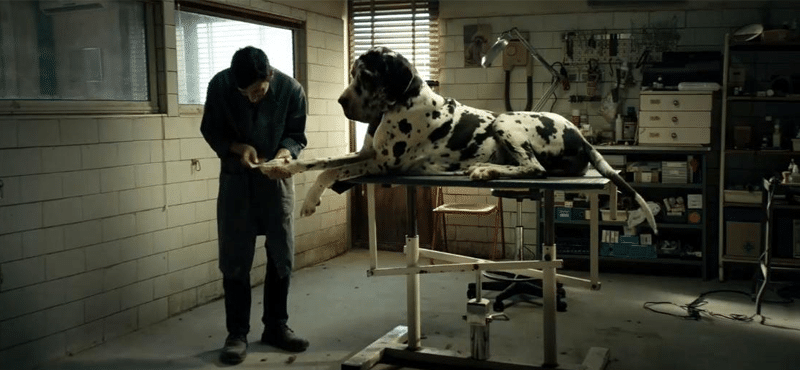 Festa do cinema italiano: Cena do filme Dogman, em que um homem meche na pata de um cachorro gigante que está em cima de uma maca.